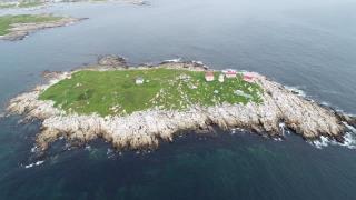 Puffin Island, Greenspond, Newfoundland and Labrador 01235